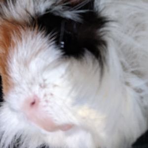 Meet your Posher, Ariel